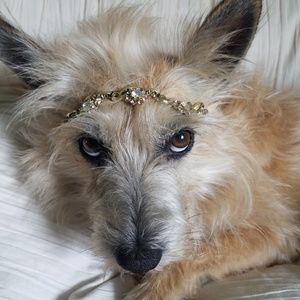 Meet your Posher, Lola